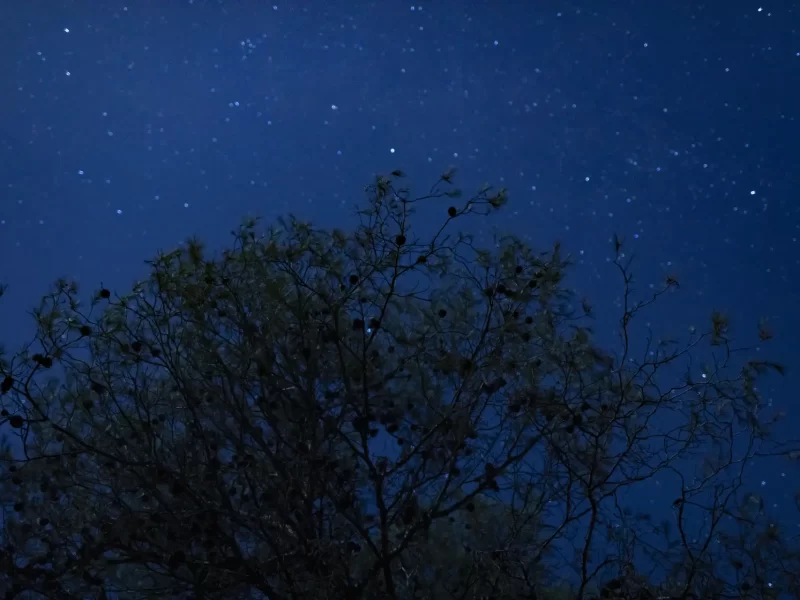 arvore-alta-de-angulo-baixo-com-fundo-de-noite-estrelada